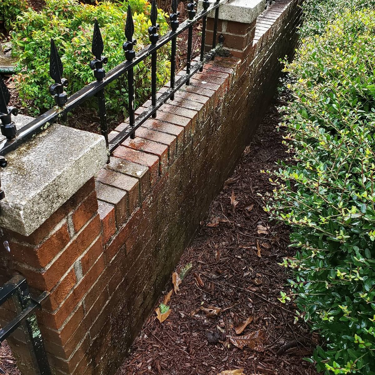 Brick capped fence with mold before cleaning