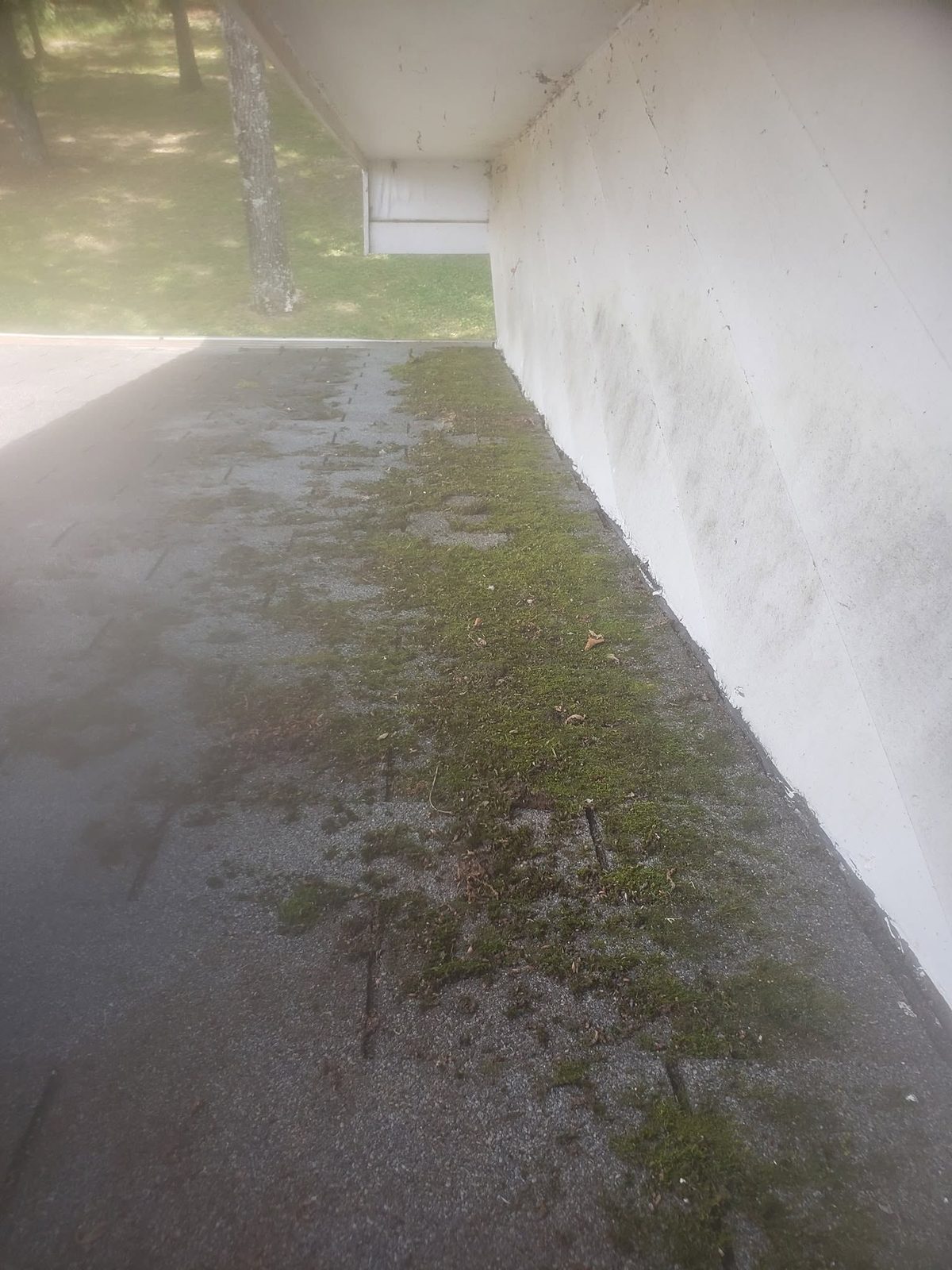 Shingle roof with black streaks and moss